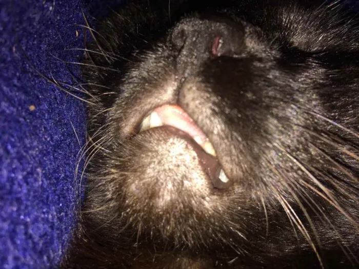 Gato ra a - idade 4 anos nome Nelson