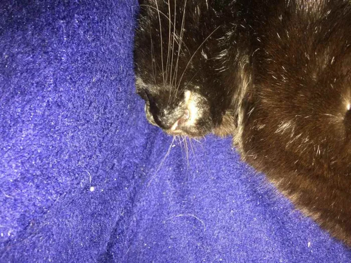 Gato ra a - idade 4 anos nome Nelson