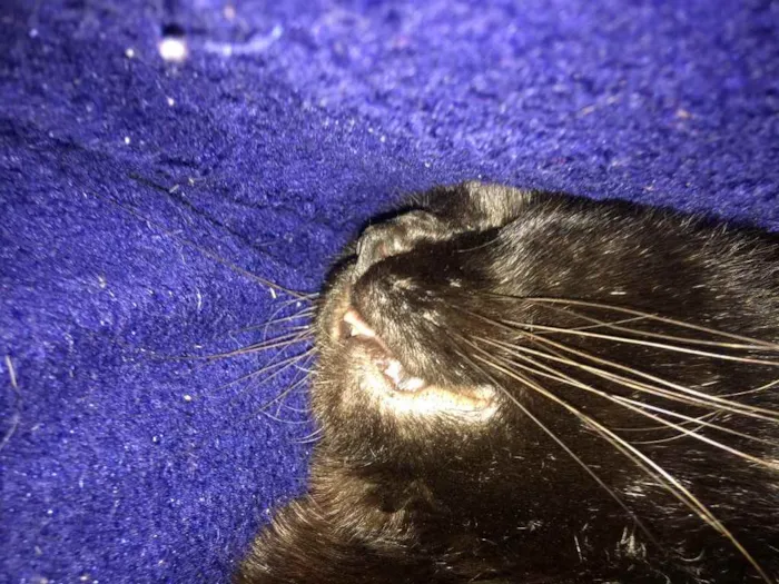 Gato ra a - idade 4 anos nome Nelson