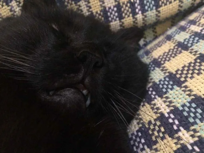 Gato ra a - idade 4 anos nome Nelson