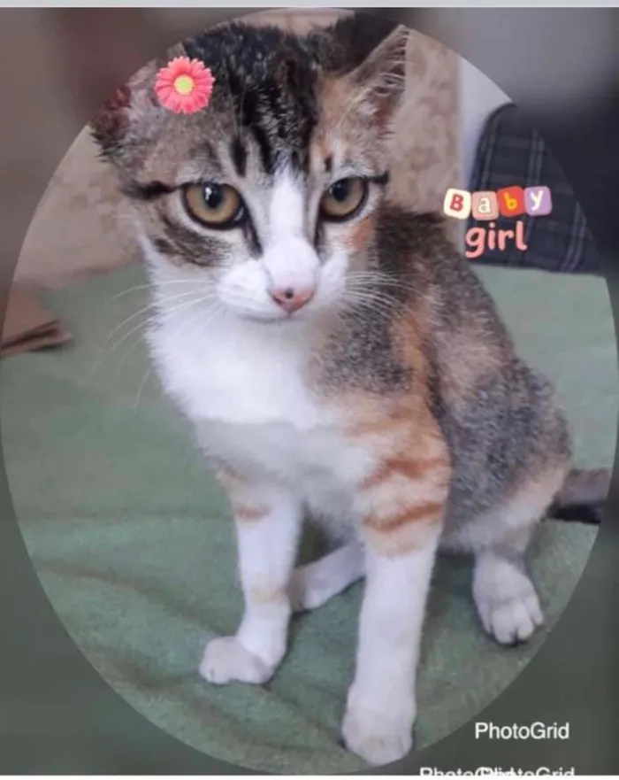 Gato ra a SRD idade 2 a 6 meses nome NINA