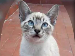 Gato raça SRD idade 2 a 6 meses nome VINI