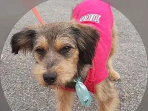 Cachorro raça SRD idade  nome MACHINHO