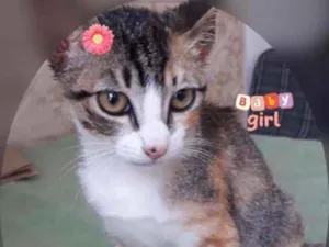 Gato raça SRD idade 2 a 6 meses nome NINA