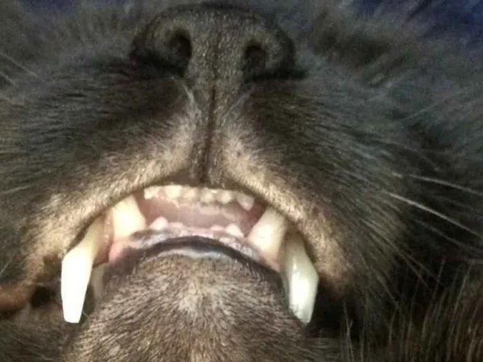 Gato ra a - idade 4 anos nome Nelson