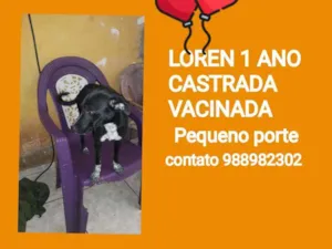 Cachorro raça Srd idade 1 ano nome LOREN