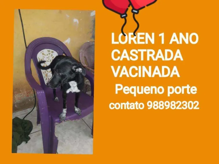 Cachorro ra a Srd idade 1 ano nome LOREN