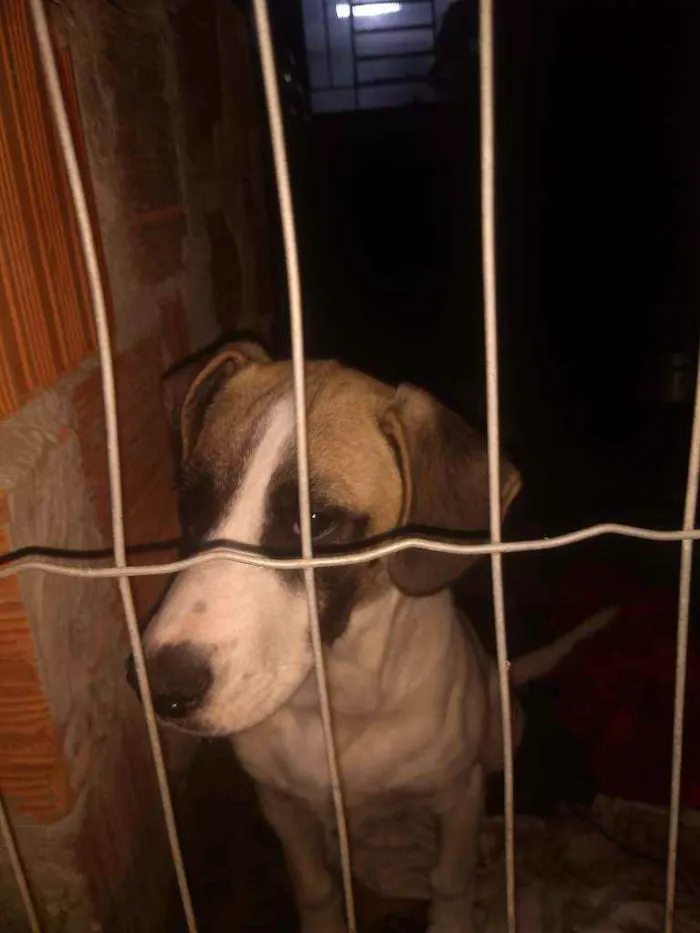 Cachorro ra a Sem raça definida.  idade 2 a 6 meses nome Sasuke