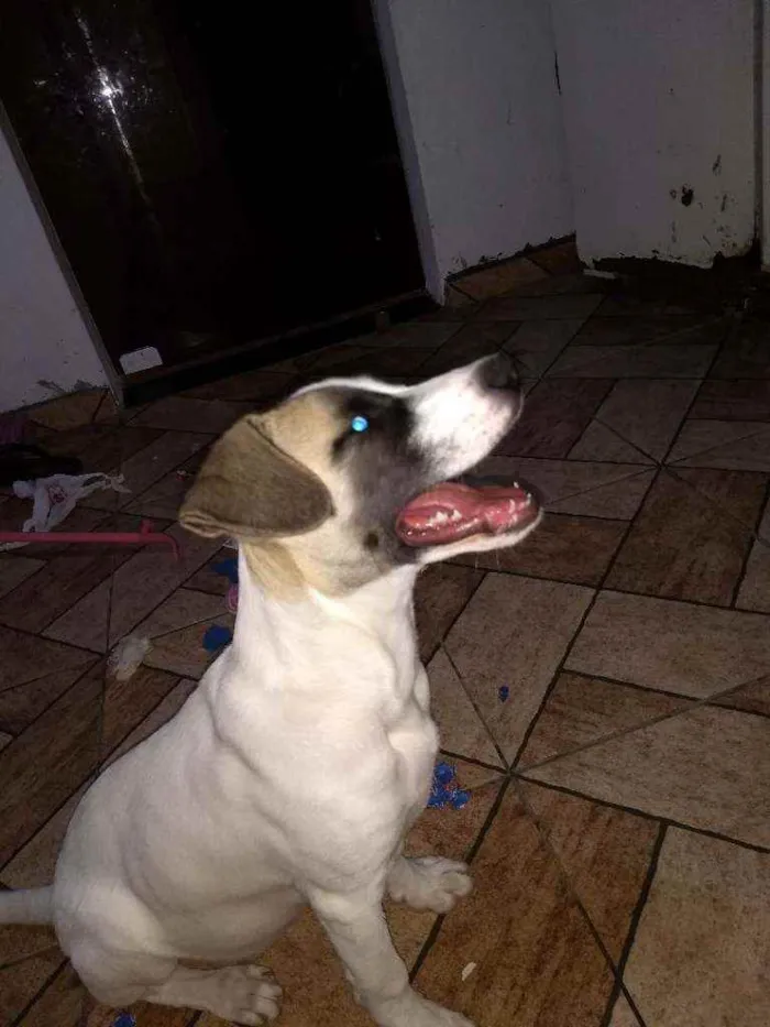 Cachorro ra a Sem raça definida.  idade 2 a 6 meses nome Sasuke