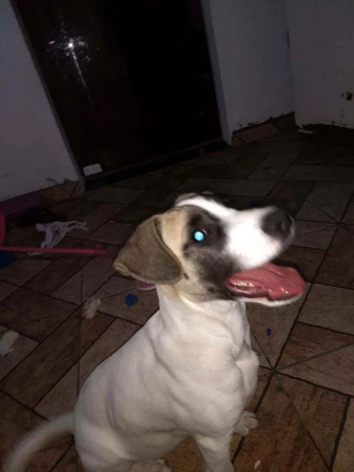 Cachorro ra a Sem raça definida.  idade 2 a 6 meses nome Sasuke