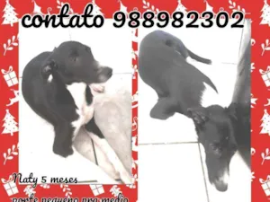 Cachorro raça Srd idade 2 a 6 meses nome Naty