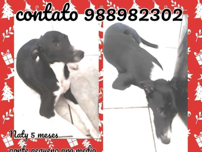 Cachorro ra a Srd idade 2 a 6 meses nome Naty
