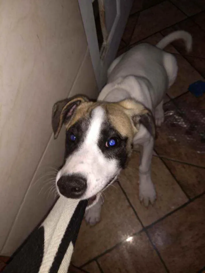 Cachorro ra a Sem raça definida.  idade 2 a 6 meses nome Sasuke