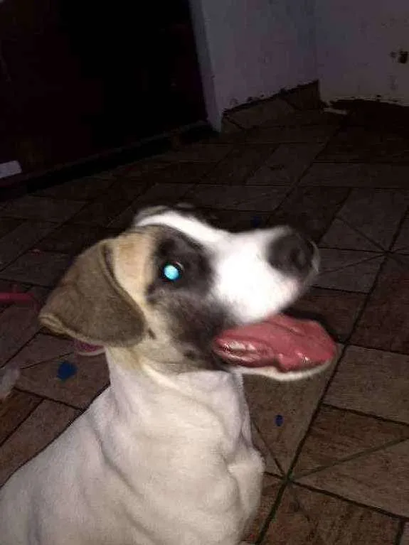 Cachorro ra a Sem raça definida.  idade 2 a 6 meses nome Sasuke