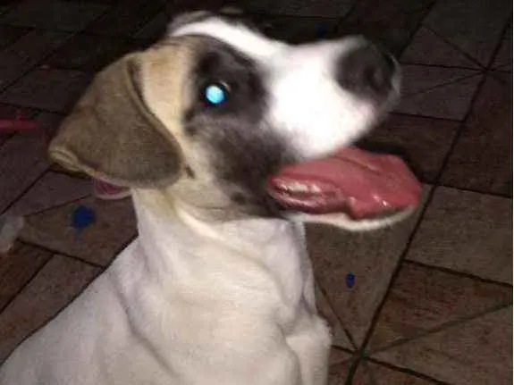 Cachorro ra a Sem raça definida.  idade 2 a 6 meses nome Sasuke
