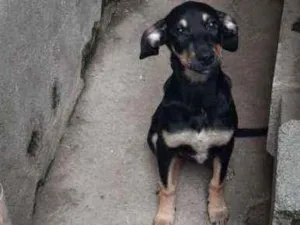 Cachorro raça SRD idade 2 a 6 meses nome Linda