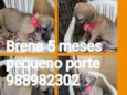 Brena