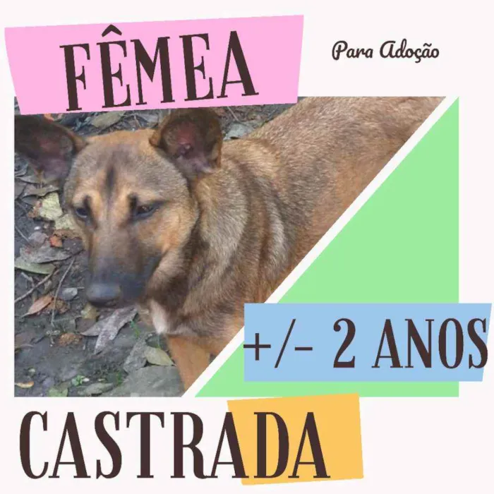 Cachorro ra a SRD idade 3 anos nome Safira
