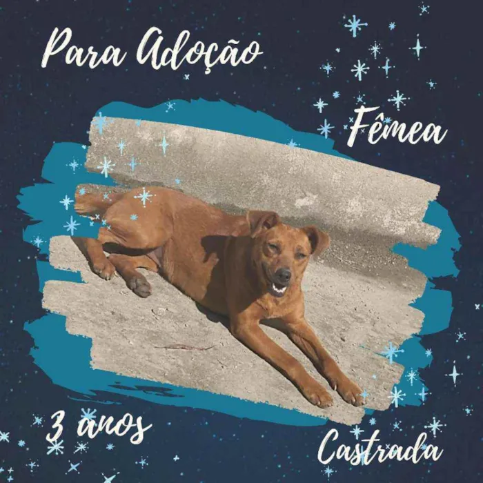 Cachorro ra a SRD idade 3 anos nome Cristal