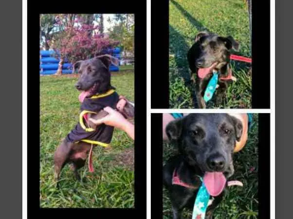 Cachorro ra a Sem raça definida idade 2 a 6 meses nome Billy