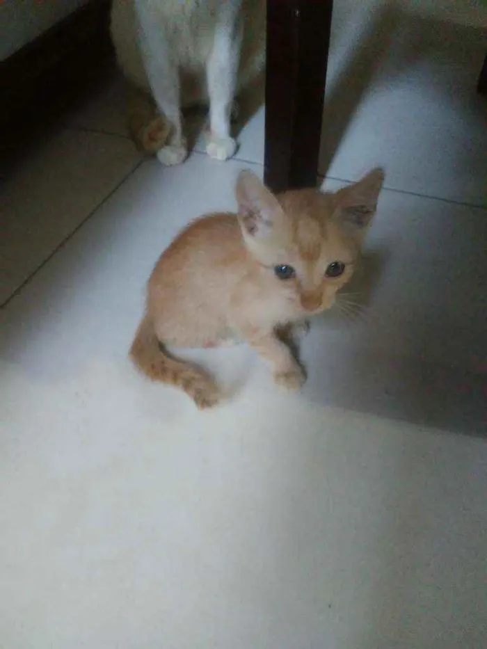 Gato ra a Comum idade 2 a 6 meses nome Amarelinho