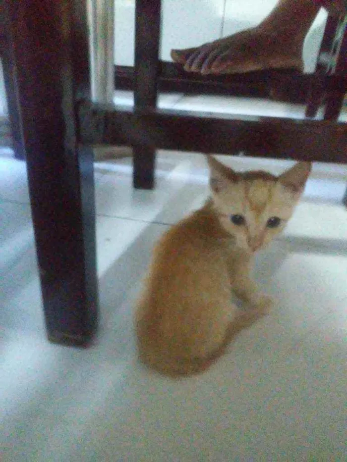 Gato ra a Comum idade 2 a 6 meses nome Amarelinho