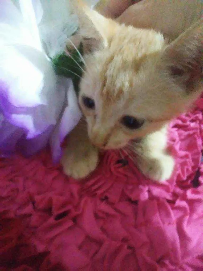 Gato ra a Comum idade 2 a 6 meses nome Amarelinho