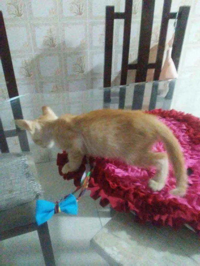 Gato ra a Comum idade 2 a 6 meses nome Amarelinho