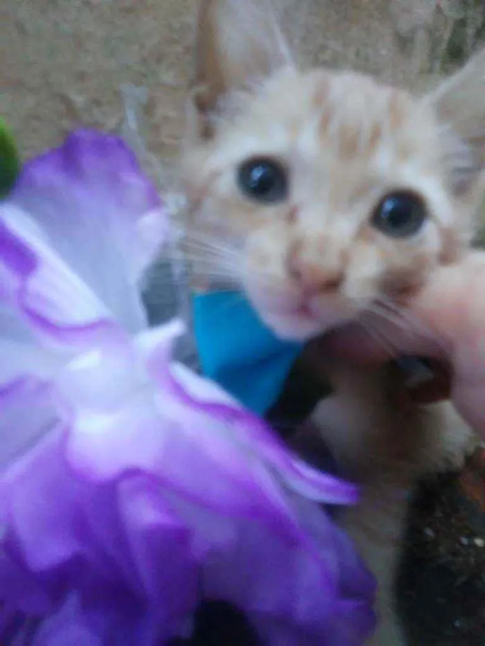 Gato ra a Comum idade 2 a 6 meses nome Amarelinho