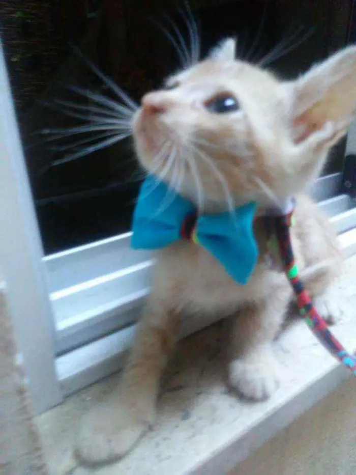 Gato ra a Comum idade 2 a 6 meses nome Amarelinho