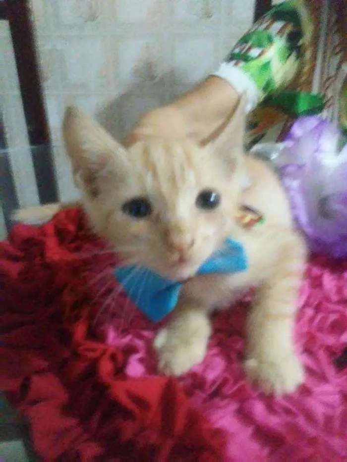 Gato ra a Comum idade 2 a 6 meses nome Amarelinho