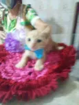 Amarelinho