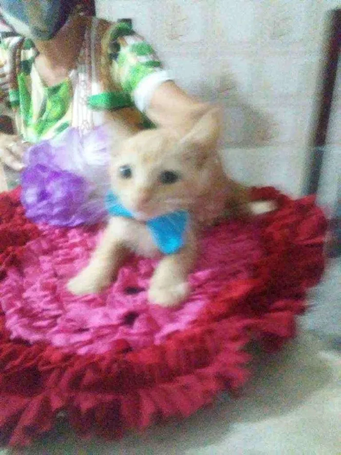 Gato ra a Comum idade 2 a 6 meses nome Amarelinho