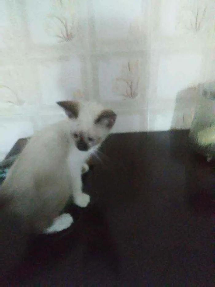 Gato ra a Siamesa idade Abaixo de 2 meses nome Princesa