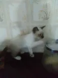 Princesa