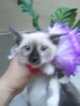 Princesa