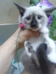 Princesa