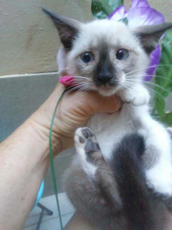 Gato ra a Siamesa idade Abaixo de 2 meses nome Princesa