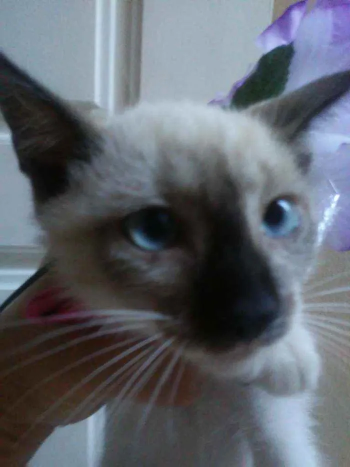 Gato ra a Siamesa idade Abaixo de 2 meses nome Princesa