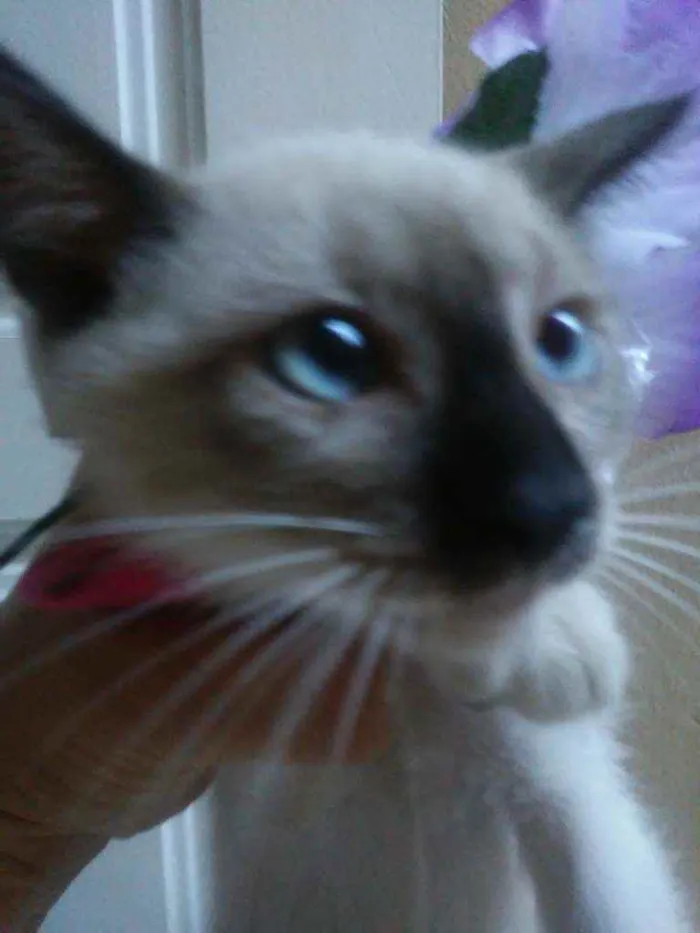 Gato ra a Siamesa idade Abaixo de 2 meses nome Princesa