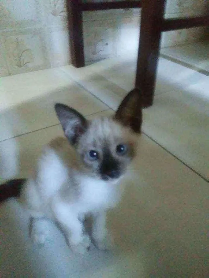 Gato ra a Siamesa idade Abaixo de 2 meses nome Princesa