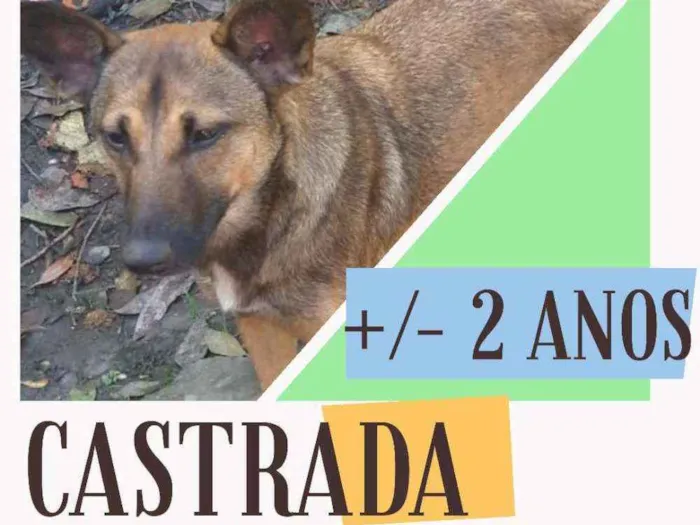 Cachorro ra a SRD idade 3 anos nome Safira