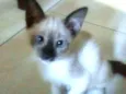 Princesa