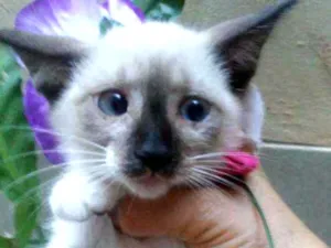 Gato raça Siamesa idade Abaixo de 2 meses nome Princesa