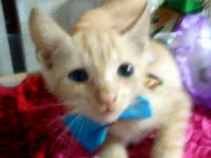 Gato raça Comum idade 2 a 6 meses nome Amarelinho