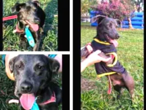Cachorro raça Sem raça definida idade 2 a 6 meses nome Billy