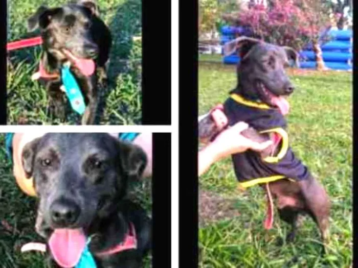 Cachorro ra a Sem raça definida idade 2 a 6 meses nome Billy