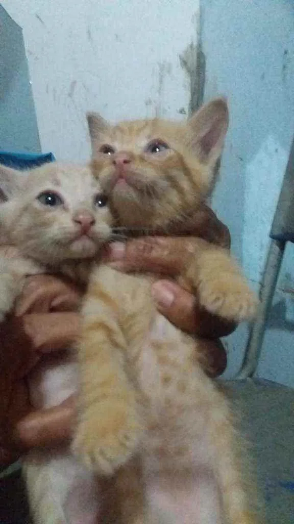 Gato raça Siamês e amarelo idade Abaixo de 2 meses nome Simba e lua