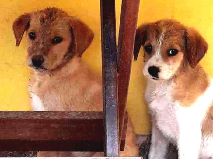 Cachorro ra a Indefinida idade Abaixo de 2 meses nome Não tem