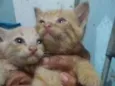 Simba e lua